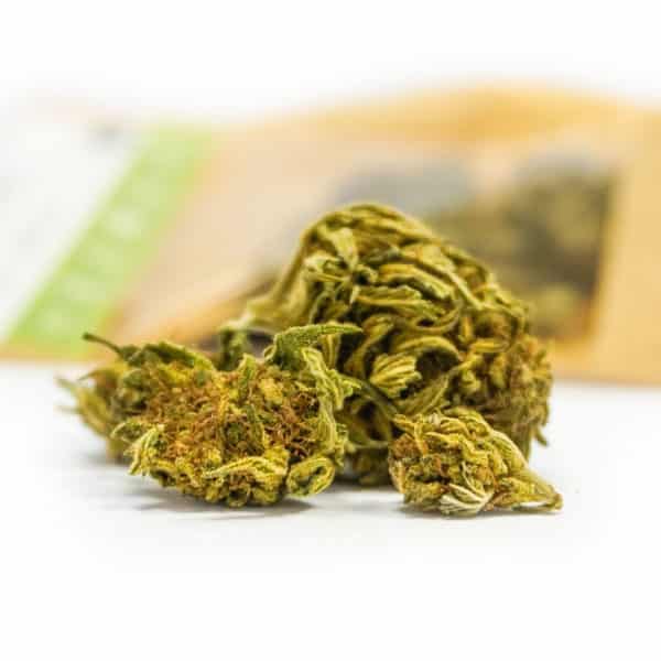 Sativa Polsko – Černý Budha Sativa Polsko – Černý Budha