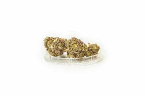 Sativa Polsko Medi Haze Sativa Polsko Medi Haze