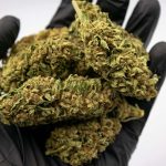 Konopný buk Mars s CBD