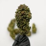 Konopné CBD produkty