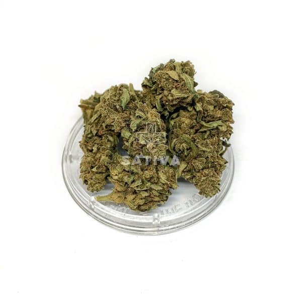 Sativa Poland – Tropical Special Edition 3,5 g CBD Kraut