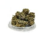 Sativa Poland – Tropical Special Edition 3,5 g CBD Kraut