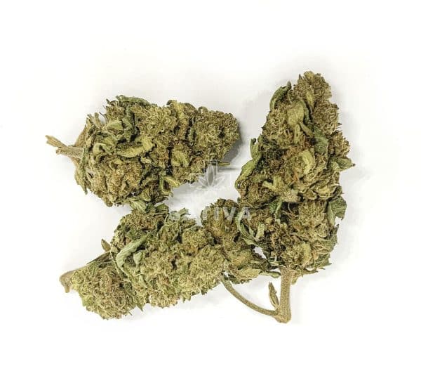 Sativa Poland – Tropical Special Edition 3,5 g CBD Kraut