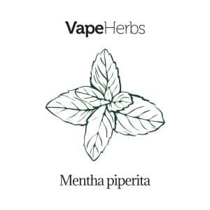elfbar nachfüll pod läuft aus Men Health, Energizing Stick, Aromatherapie-Inhalator, Doppelloch-Design,  tragbarer Energieschub, 2 g für effizientere Energie und Fokussierung der
