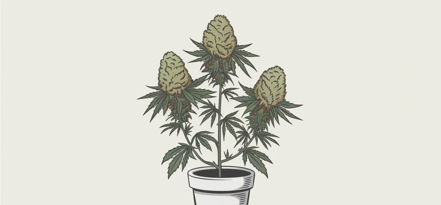 czym się różni medyczna marihuana od zwykłej