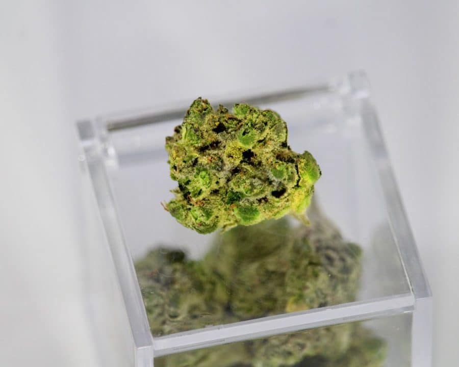Kuivayrttien pakkaaminen vaporisaattorin kammioon