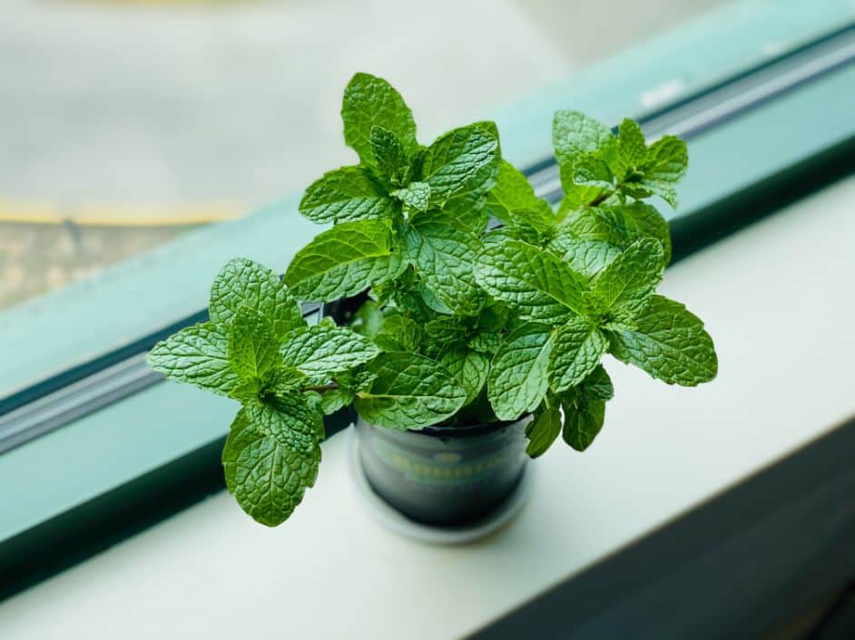 Tuoreita piparminttulehtiä ja kuivattua minttua vaporisaattorin vieressä