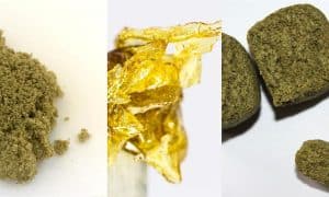 Dry herbs vs concentrate