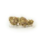 Sativa Polonia Medi Haze