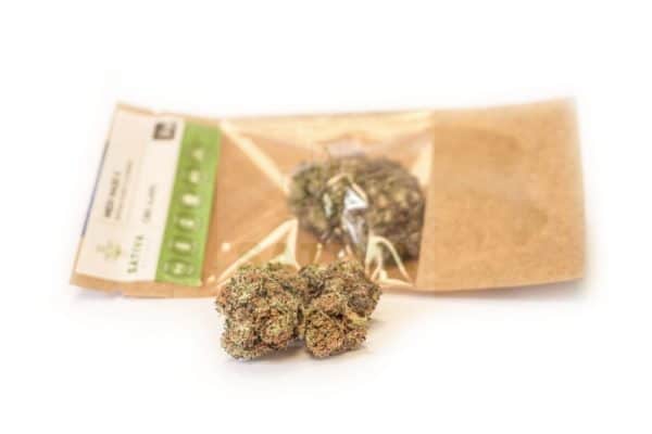 Sativa Polonia Medi Haze