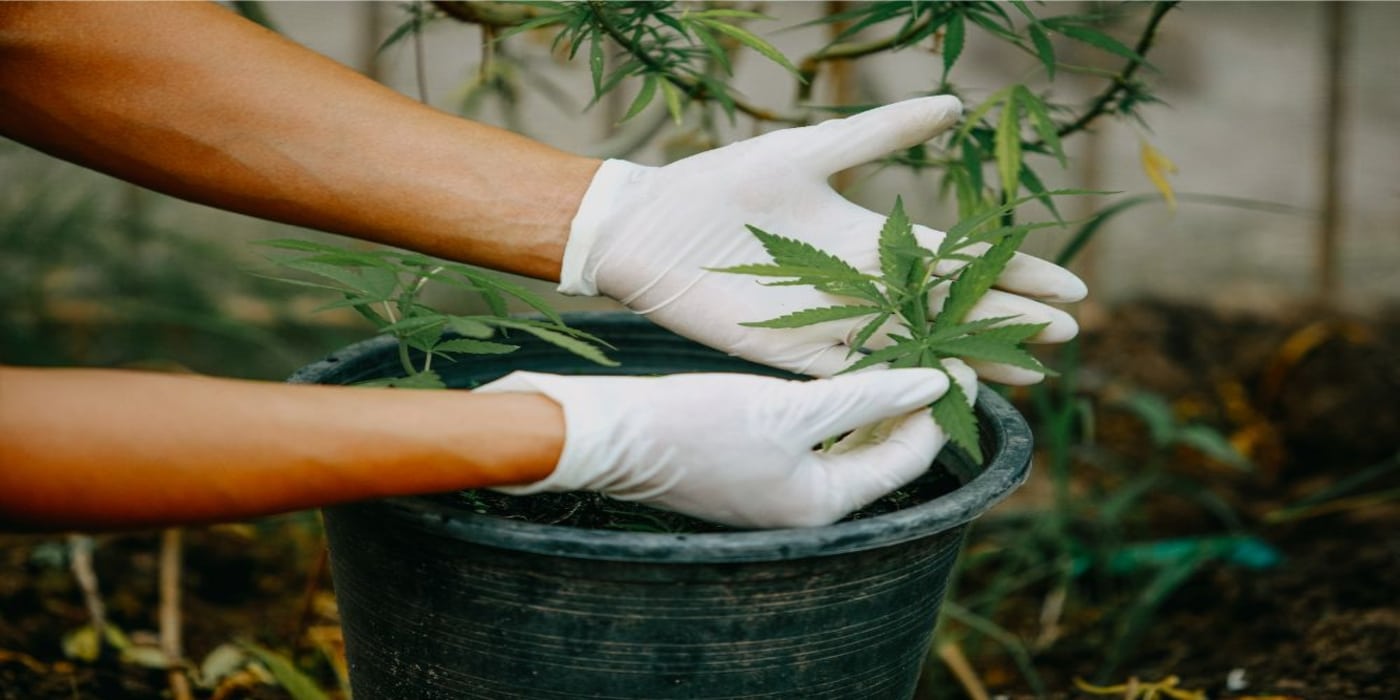 tipi di marijuana medica