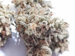 Medicuana – Snow Princess CBG Flower