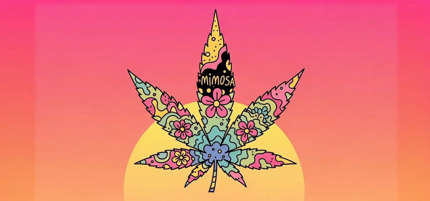 Odmiana Mimosa S-Lab
