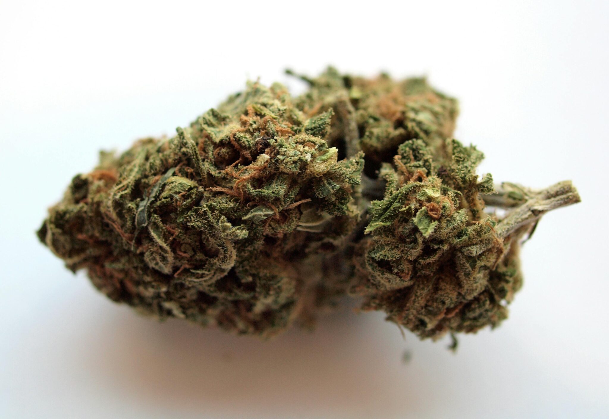Come appare la cannabis - essiccato di infiorescenze