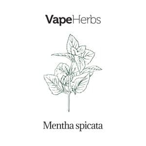 VapeHerbs – Mėtos 30g