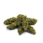 Freedom Farms – Susz CBD GOLD