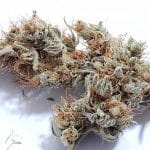 Medicuana – CBG One Susz CBG