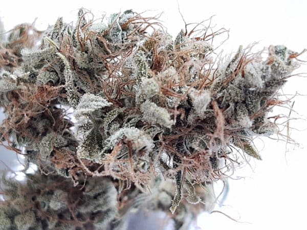 Medicuana – CBG One Susz CBG