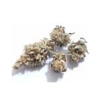 Medicuana – Snow Princess Susz CBG