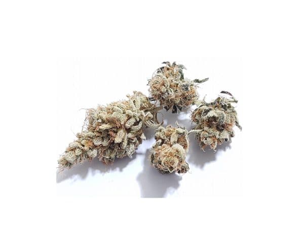 Medicuana – Snow Princess Susz CBG