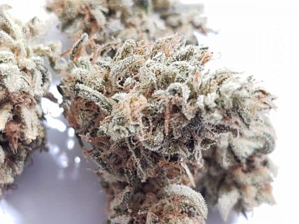 Medicuana – Snow Princess Susz CBG