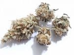 Medicuana – Snow Princess Susz CBG