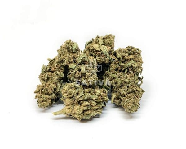 Sativa Poland – Tropical Special Edition 3,5g Susz CBD