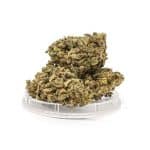 Sativa Poland – Green C Susz CBD