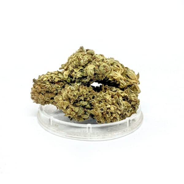 Sativa Poland – OG Kush Susz CBD
