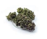 Sativa Poland – Purple Haze Susz CBD