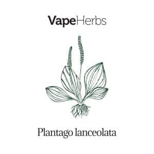 VapeHerbs – Babka lancetowata 30g – zioła do waporyzacji
