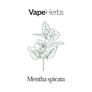 VapeHerbs – Mięta zielona 30g – zioła do waporyzacji