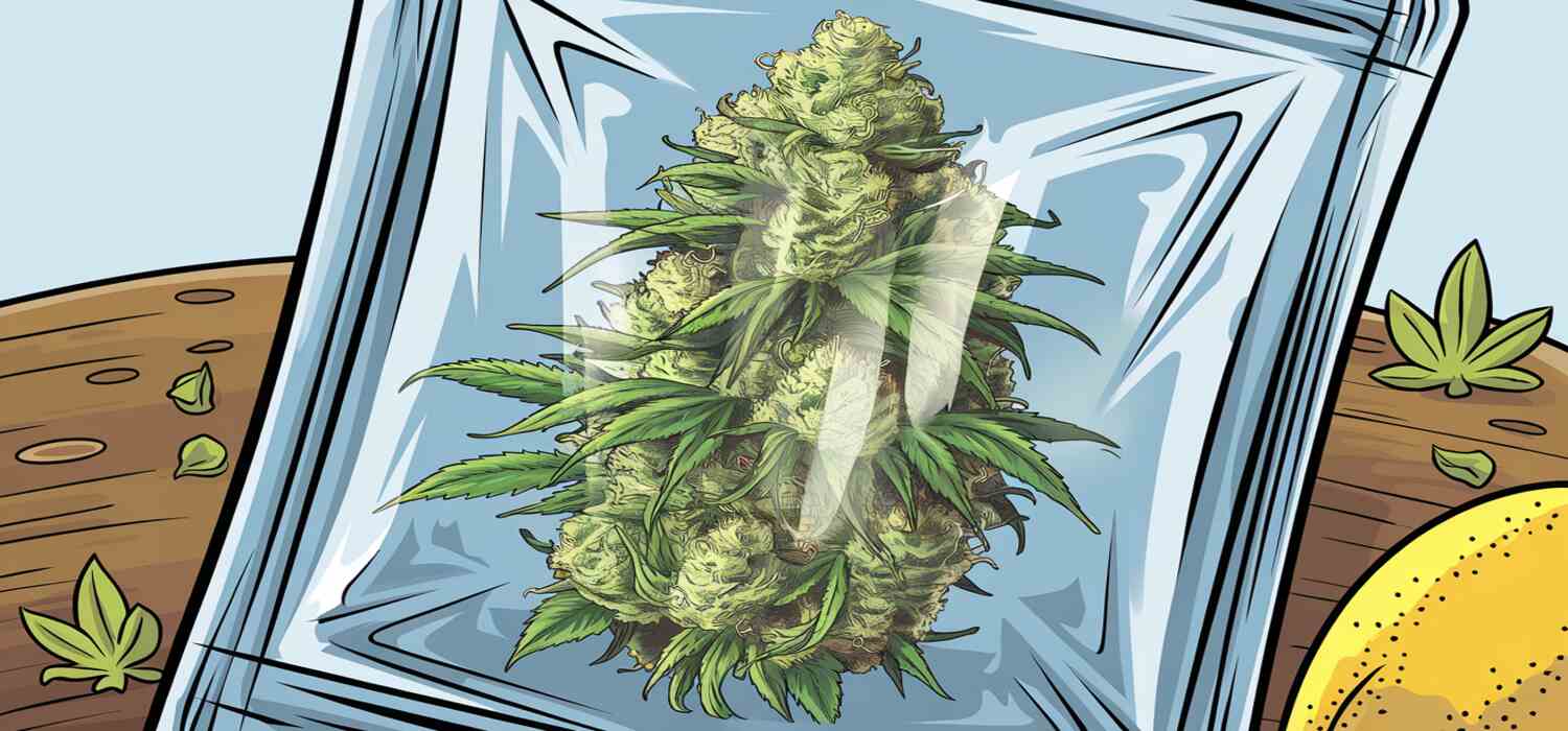 Lemon Skunk właściwości działanie