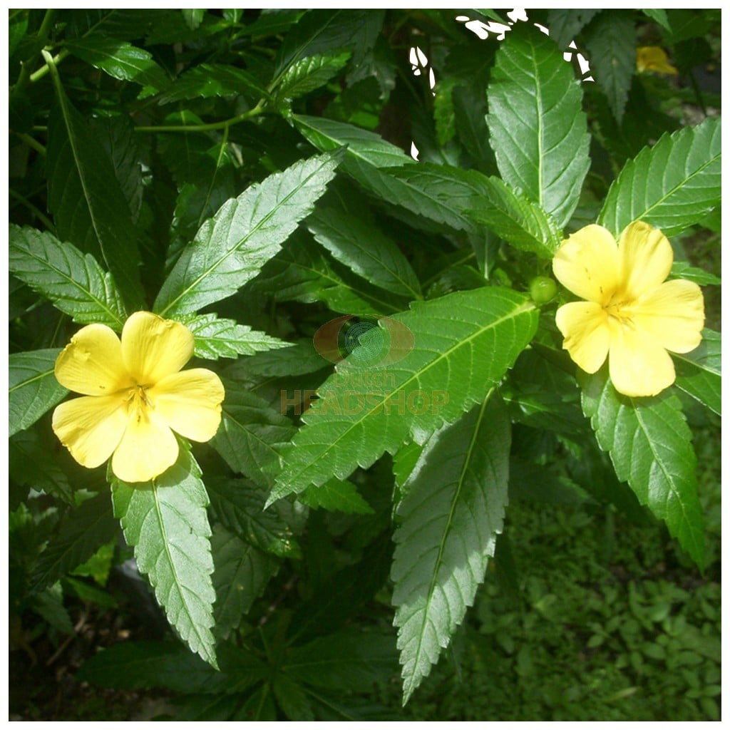 Damiana kwiaty