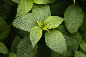 Mięta