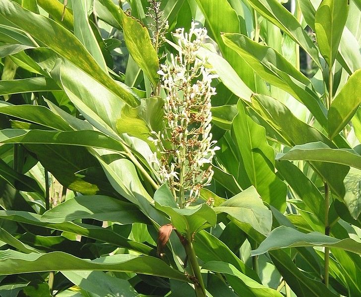 Alpinia Galanga