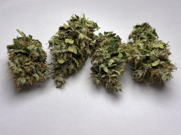 Medicuana – Fluffy Owl Susz CBG