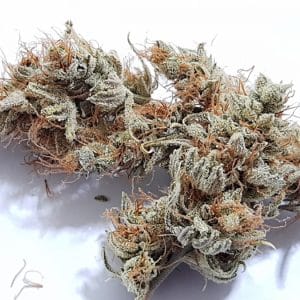 Medicuana – CBG One Susz CBG