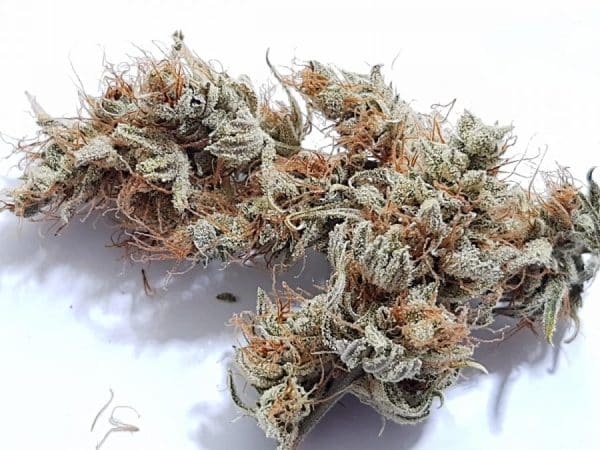 Medicuana – CBG One Susz CBG