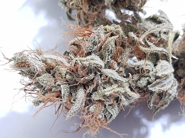 Medicuana – CBG One Susz CBG
