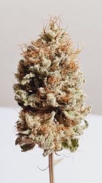 Medicuana – The Whitest  Susz CBG
