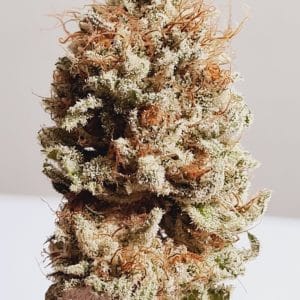 Medicuana – The Whitest  Susz CBG