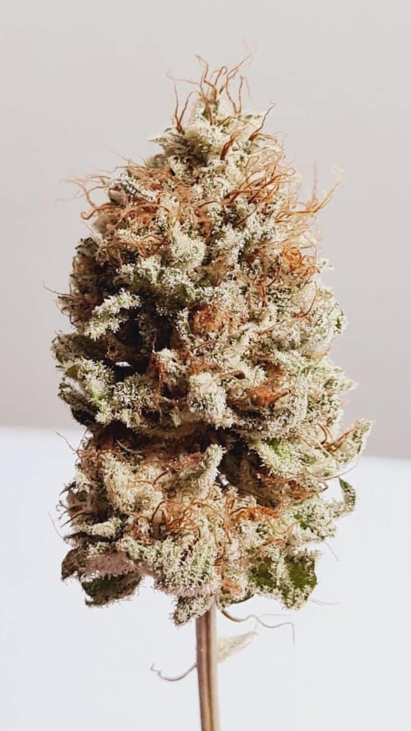 Medicuana – The Whitest  Susz CBG