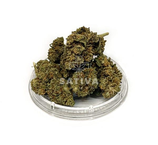 Sativa Poland – Lemon Grass Special Edition 3,5g Susz CBD