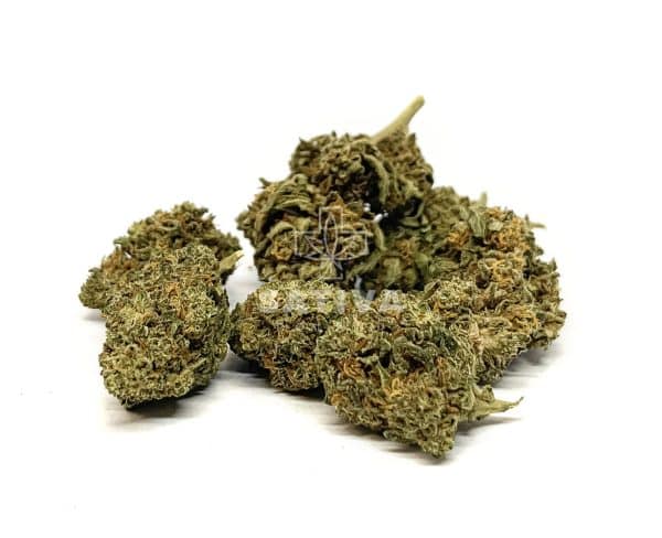 Sativa Poland – Lemon Grass Special Edition 3,5g Susz CBD