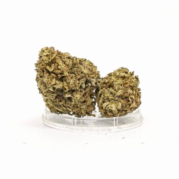 Sativa Poland – Amazing Haze Susz CBD