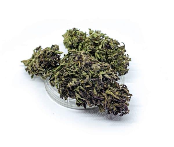 Sativa Poland – Purple Haze Susz CBD