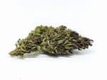 Sativa Poland – Purple Haze Susz CBD