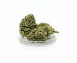 Sativa Poland – Tropicana Susz CBD