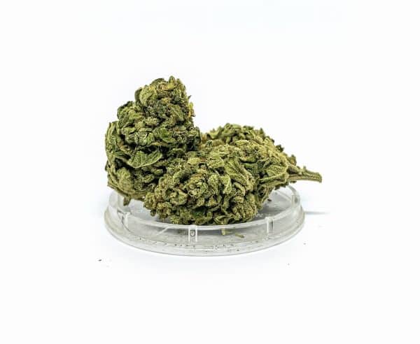 Sativa Poland – Tropicana Susz CBD